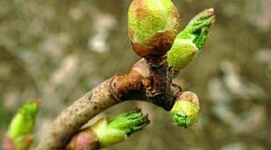"Пагін" Тести 6 клас І варіант