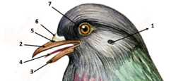 0200gl6c-2050-249x115.png