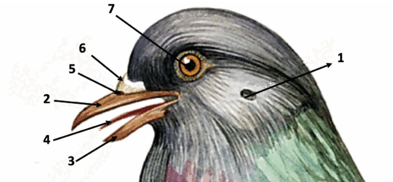 0200gl6c-2050-249x115.png