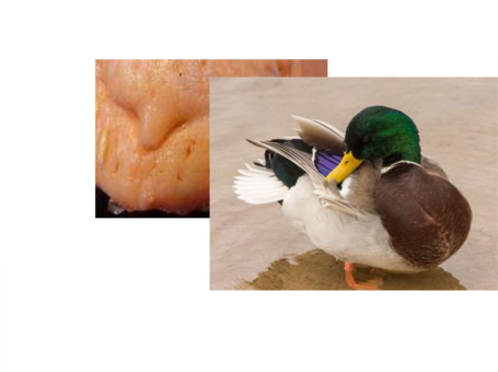 0200gl7v-b6cf-335x250.png