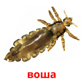 0200gow8-bc2f.png