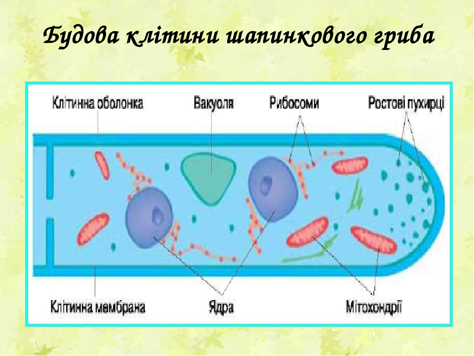 Будова гриба картинка