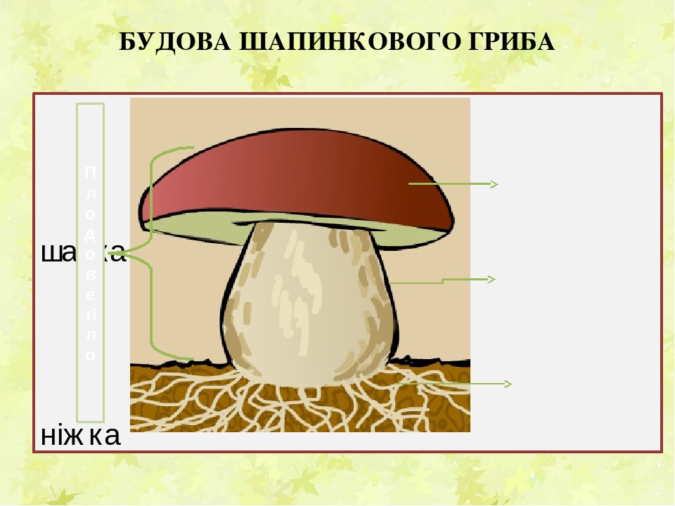 Будова гриба картинка