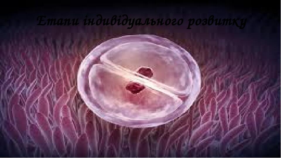 Етапи індивідуального розвитку