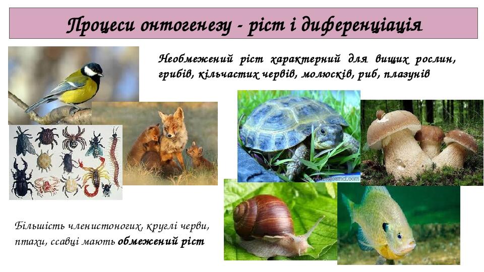 Процеси онтогенезу - ріст і диференціація Більшість членистоногих, круглі черви, птахи, ссавці мають обмежений ріст Необмежений ріст характерний дл...