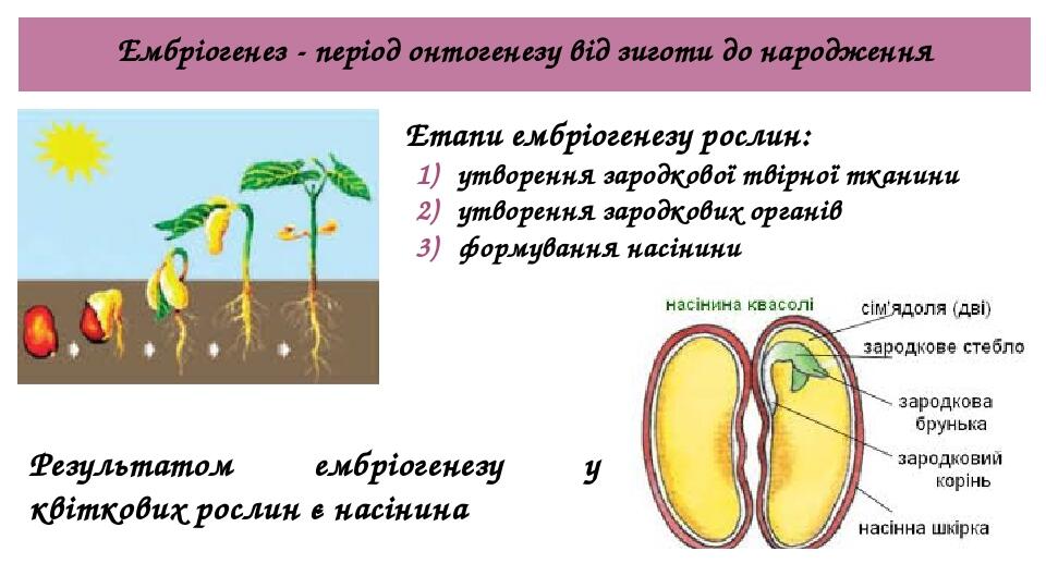 Ембріогенез - період онтогенезу від зиготи до народження Етапи ембріогенезу рослин: утворення зародкової твірної тканини утворення зародкових орган...