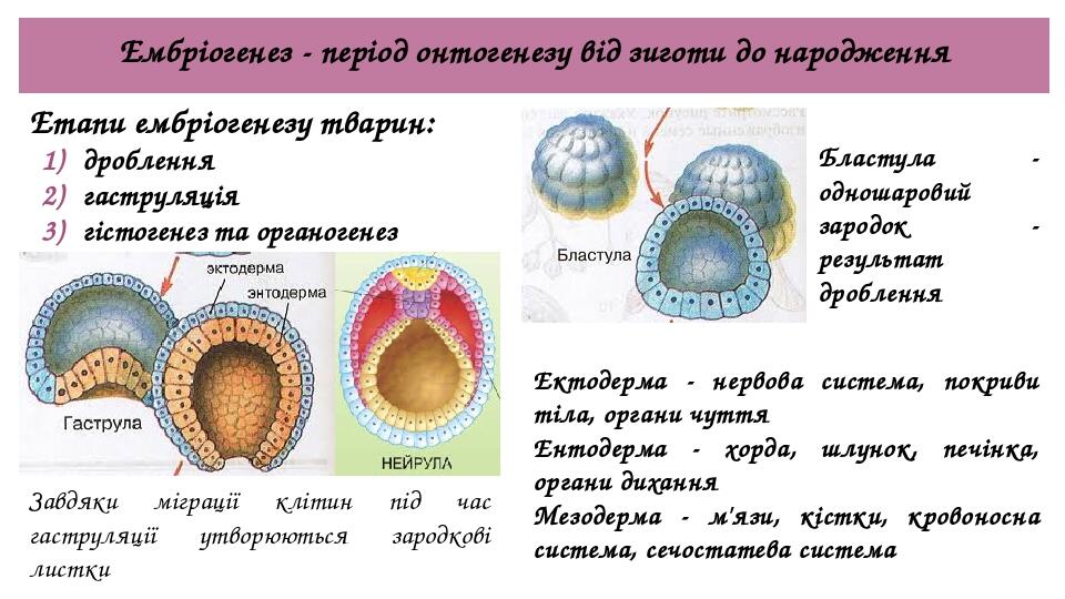 Ембріогенез - період онтогенезу від зиготи до народження Етапи ембріогенезу тварин: дроблення гаструляція гістогенез та органогенез Бластула - одно...