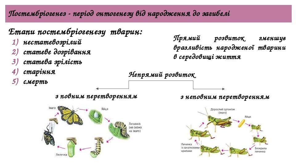 Постембріогенез - період онтогенезу від народження до загибелі Етапи постембріогенезу тварин: нестатевозрілий статеве дозрівання статева зрілість с...