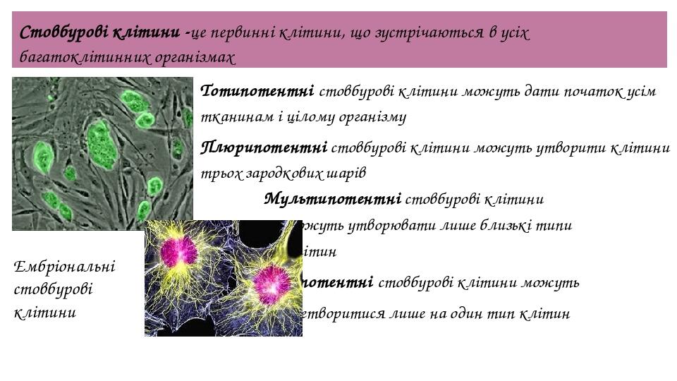 Стовбурові клітини -це первинні клітини, що зустрічаються в усіх багатоклітинних організмах Ембріональні стовбурові клітини Тотипотентні стовбурові...