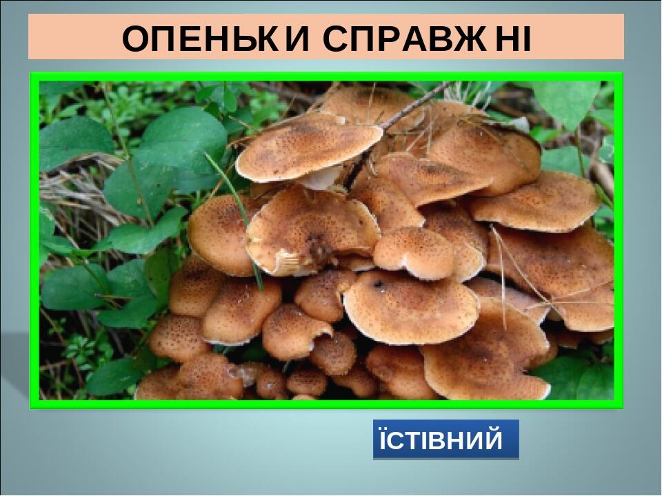 Презентація &quot;Їстівні та отруйні гриби України&quot;.