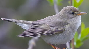 Тестування  " Птахи. Кільогруді птахи  "