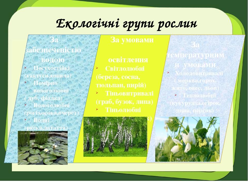 Екологічні групи рослин За забезпеченістю водою Посухостійкі (кактуси,ковила) Помірно вологолюбні ( дуб, фіалка) Вологолюбні (рогіз,осока,очерет) В...