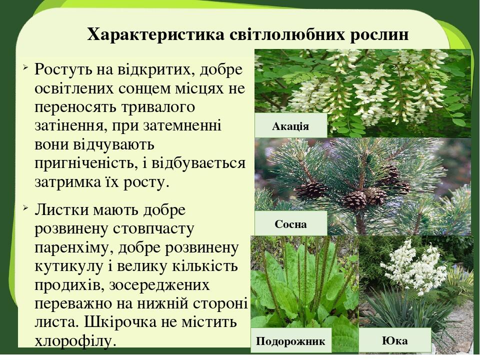 Характеристика світлолюбних рослин Ростуть на відкритих, добре освітлених сонцем місцях не переносять тривалого затінення, при затемненні вони відч...