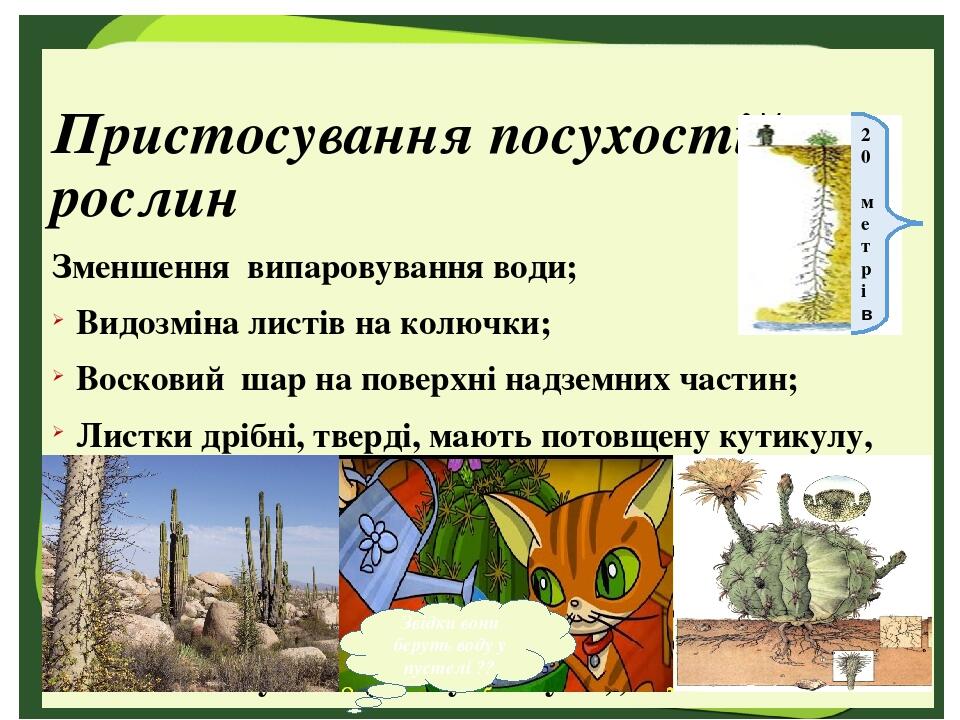 Пристосування посухостійких рослин Зменшення випаровування води; Видозміна листів на колючки; Восковий шар на поверхні надземних частин; Листки дрі...