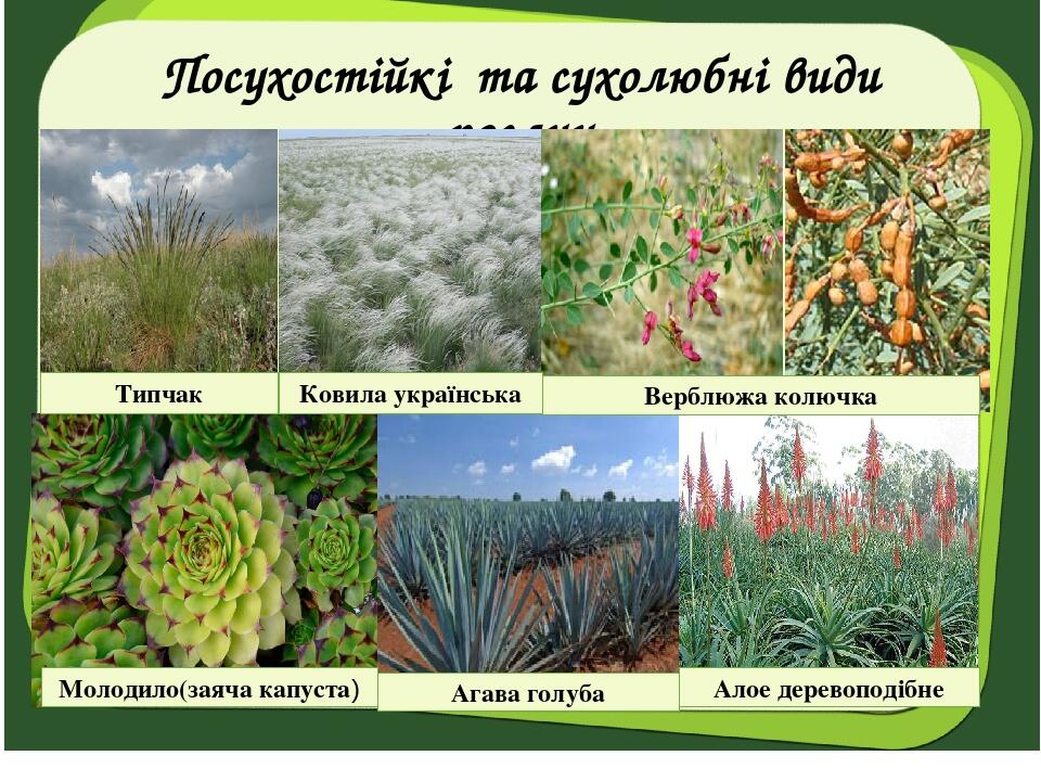 Посухостійкі та сухолюбні види рослин Молодило(заяча капуста) Агава голуба Алое деревоподібне Верблюжа колючка Типчак Ковила українська