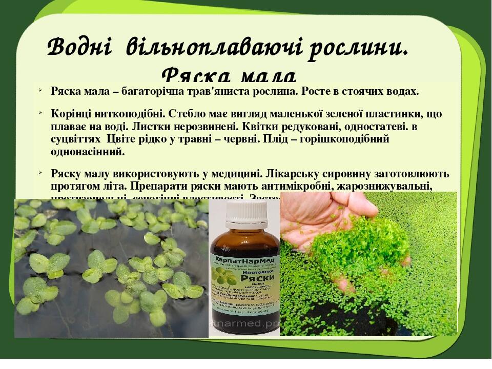 Водні вільноплаваючі рослини. Ряска мала Ряска мала – багаторічна трав'яниста рослина. Росте в стоячих водах. Корінці ниткоподібні. Стебло має вигл...