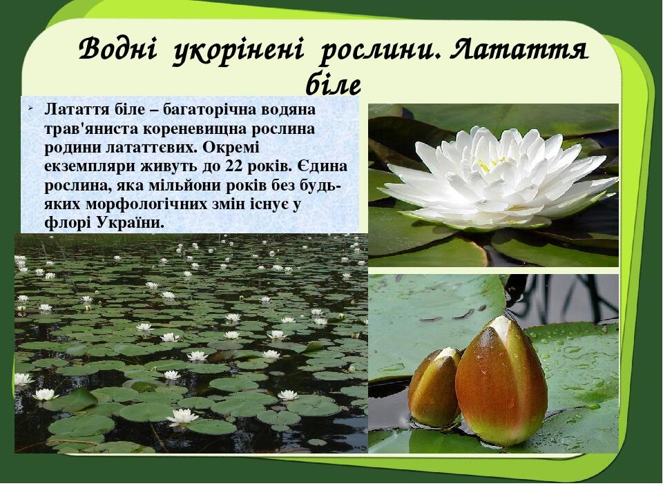 Водні укорінені рослини. Латаття біле Латаття біле – багаторічна водяна трав'яниста кореневищна рослина родини лататтєвих. Окремі екземпляри живуть...