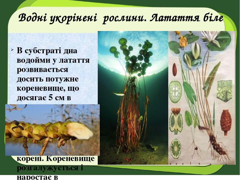 Водні укорінені рослини. Латаття біле В субстраті дна водойми у латаття розвивається досить потужне кореневище, що досягає 5 см в товщину з горбкув...