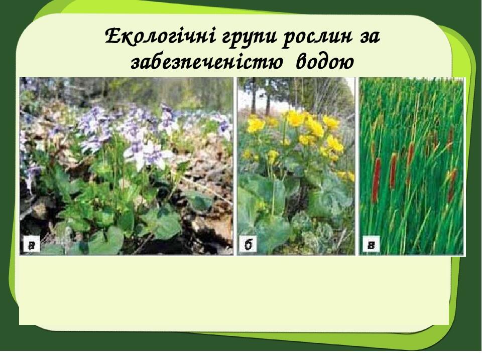 Екологічні групи рослин за забезпеченістю водою Помірно вологолюбна рослина: а – фіалка; Вологолюбні рослини: б – калюжниця; в – рогіз.