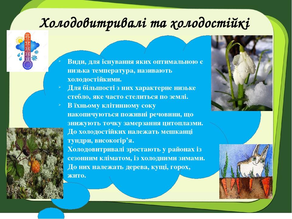 Холодовитривалі та холодостійкі рослини Види, для існування яких оптимальною є низька температура, називають холодостійкими. Для більшості з них ха...