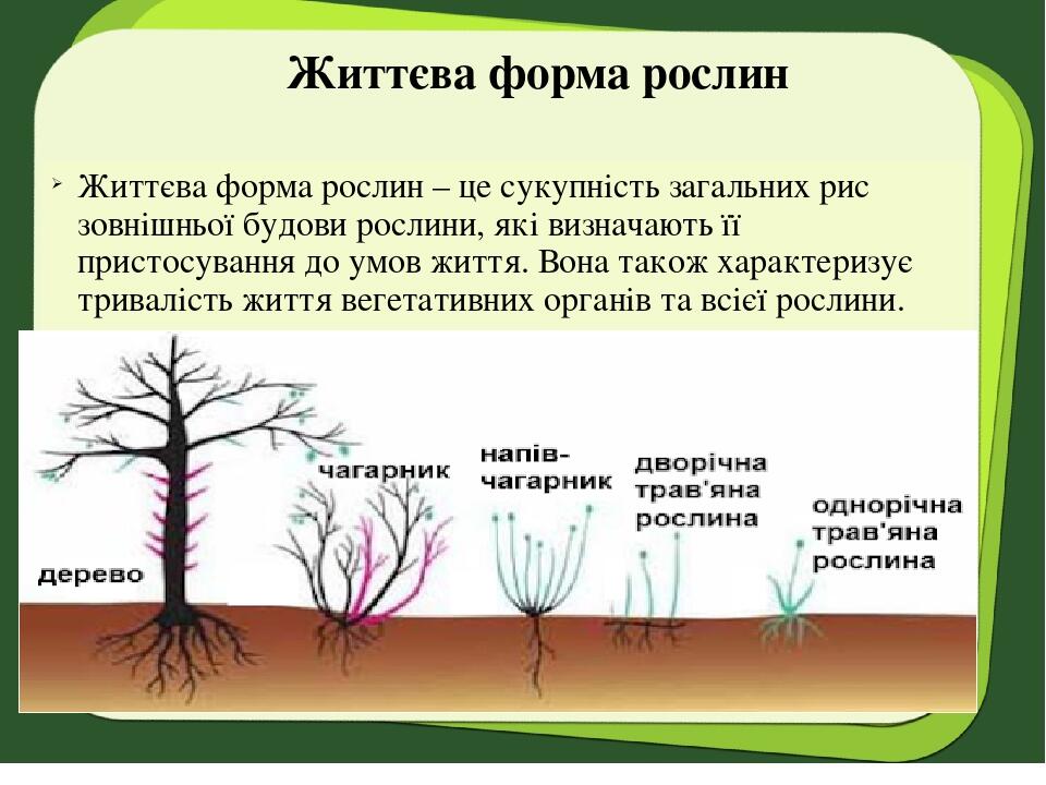 Життєва форма рослин Життєва форма рослин – це сукупність загальних рис зовнішньої будови рослини, які визначають її пристосування до умов життя. В...