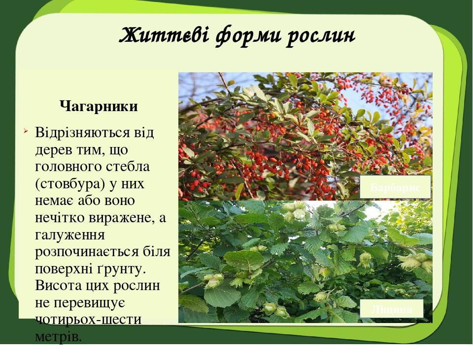 Життєві форми рослин Чагарники Відрізняються від дерев тим, що головного стебла (стовбура) у них немає або воно нечітко виражене, а галуження розпо...