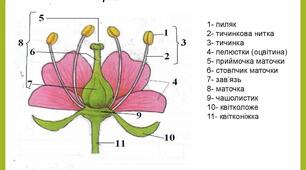 Іллюстративний матеріал "Морфологія квітки"