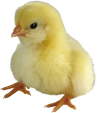 0200gvh1-3477-194x225.png