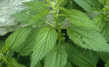 0200gxxq-777a-363x226.jpg