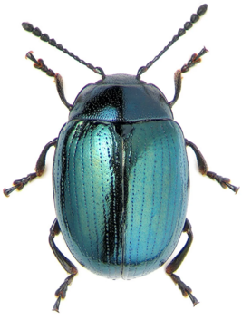 0200gy8s-a3a6-267x353.png