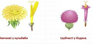 0200gype-0b88-479x229.jpg
