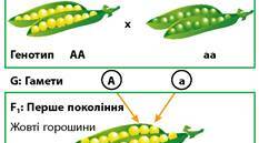 Закони Менделя