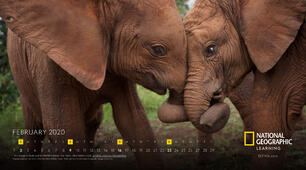 Wild Animals