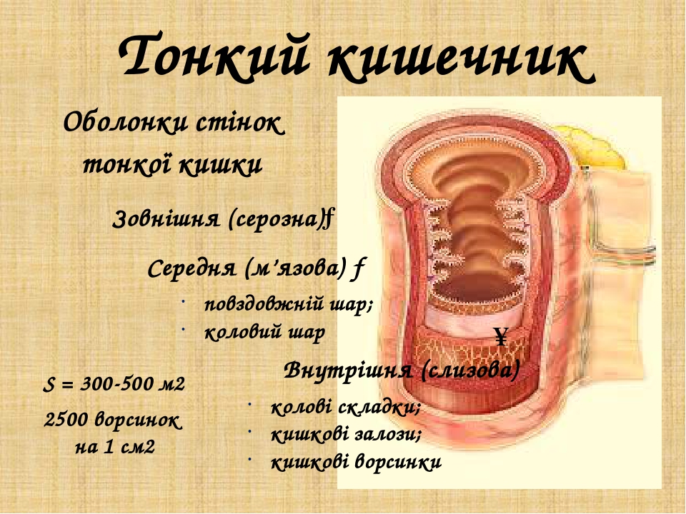 Тонкая кишка длина