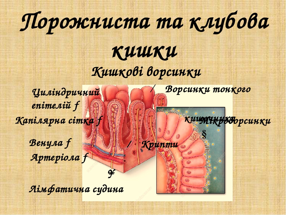 Схема строения ворсинки тонкого кишечника