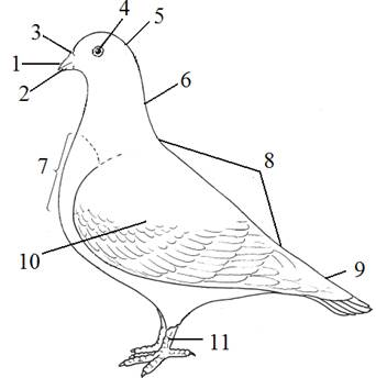 Внешний вид голубя рисунок