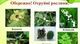 ОТРУЙНІ РОСЛИНИ: БЛЕКОТА, ДУРМАН.  ПЕРША ДОПОМОГА ПРИ ОТРУЄННІ