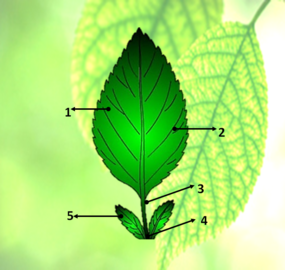 0200hlxm-81c0-285x270.png