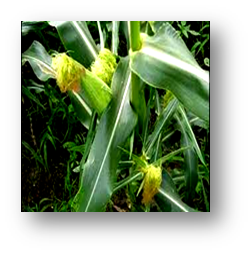 0200hm9w-65af-315x318.png