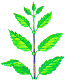 0200hn5r-d8b2-241x292.png