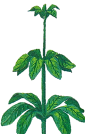 0200hn5w-e7c1-242x382.png