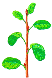 0200hnb4-90b6-238x358.png