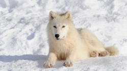 0200ho0r-8878-249x139.png