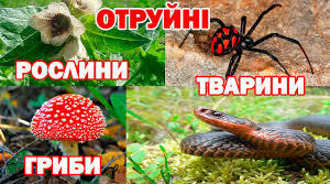 Тест з природознавства для 5 класу   "Отруйні рослини, тварини, гриби"