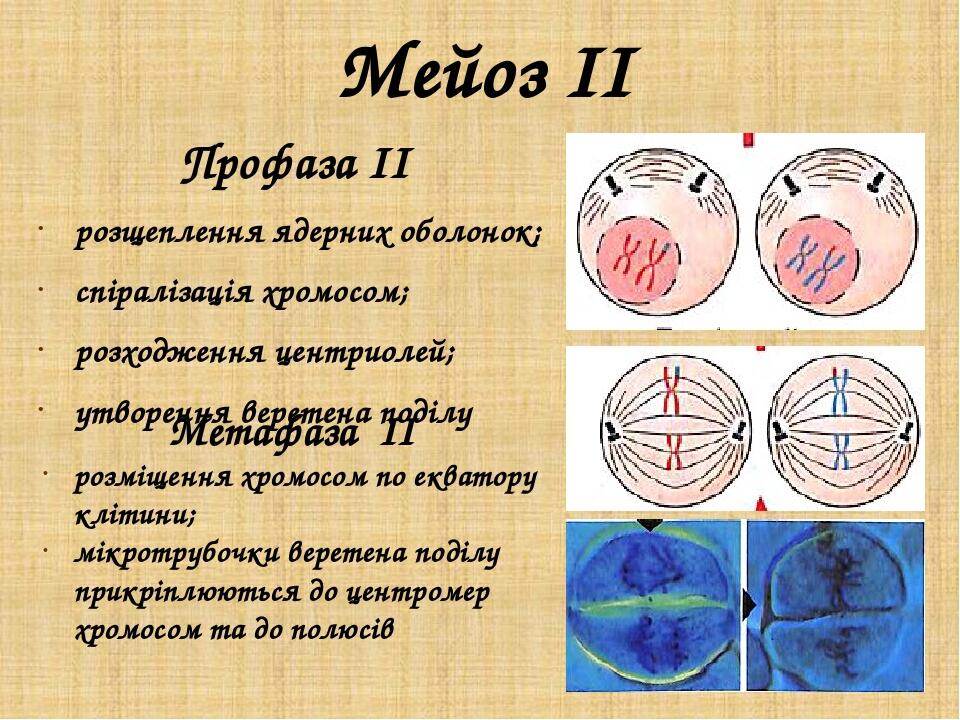 Схема мейоза 9 класс биология