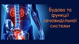 Біологічний диктант "Будова нирок. Утворення сечі"