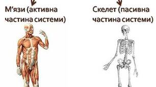 (Копія) Що утворює опорно-рухову систему