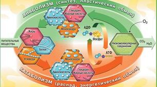 10 клас. Тестування з теми "Нейрогуморальна регуляція процесів метаболізму. Вітаміни. Ферменти"