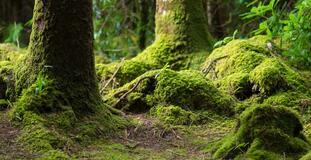 0200hzns-85c3-311x160.jpg