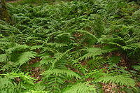 0200hztc-e8a8-269x179.jpg